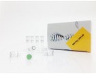 Biotools High Retrotranscriptase - Starter Kit